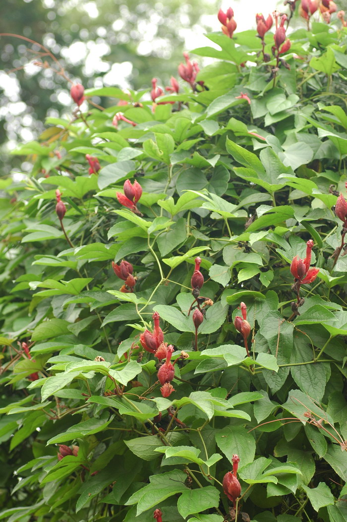 糙点栝楼Trichosanthes dunniana 糙点栝楼Trichosanthes dunniana