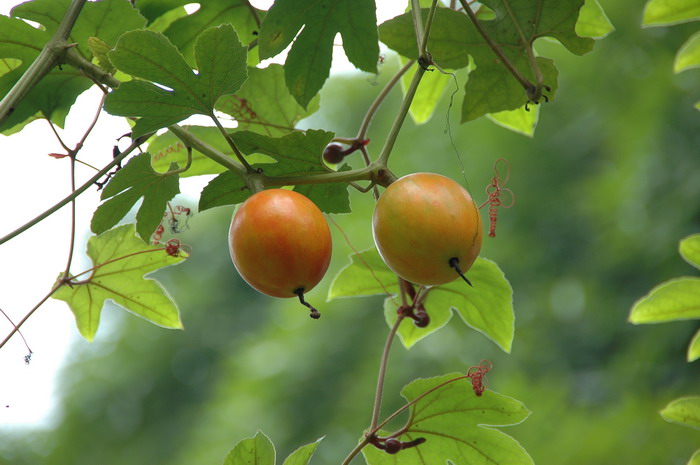 糙点栝楼Trichosanthes dunniana 糙点栝楼Trichosanthes dunniana