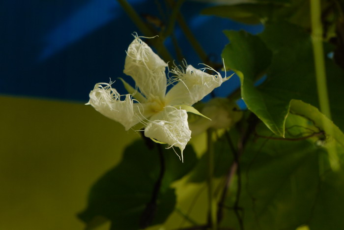 栝楼Trichosanthes kirilowii 栝楼Trichosanthes kirilowii