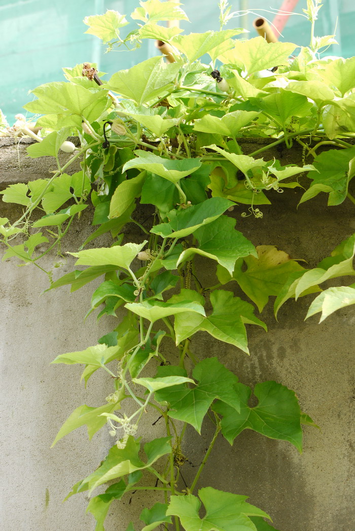 栝楼Trichosanthes kirilowii 栝楼Trichosanthes kirilowii