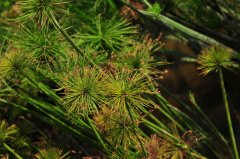 畦畔莎草Cyperus haspan