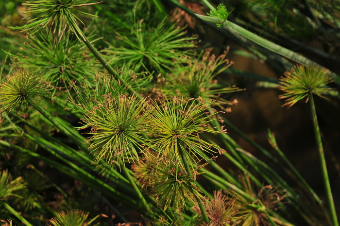 畦畔莎草Cyperus haspan 畦畔莎草Cyperus haspan