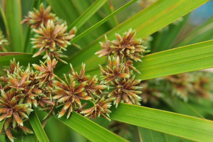 旱伞草Cyperus alternifolius subsp. flabelliformis