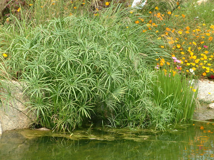 旱伞草Cyperus alternifolius subsp. flabelliformis