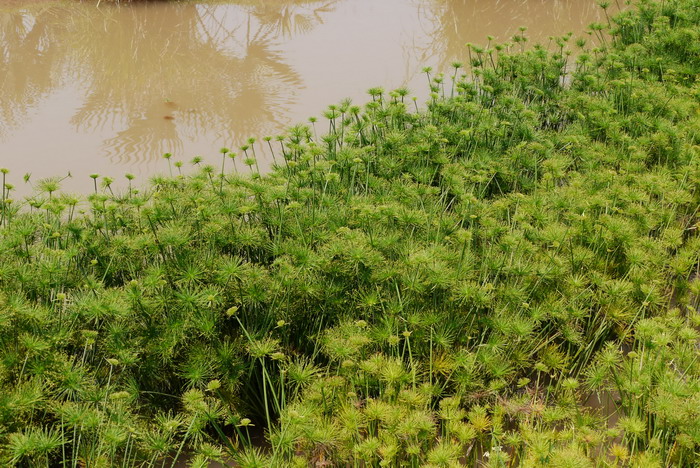 畦畔莎草Cyperus haspan 畦畔莎草Cyperus haspan