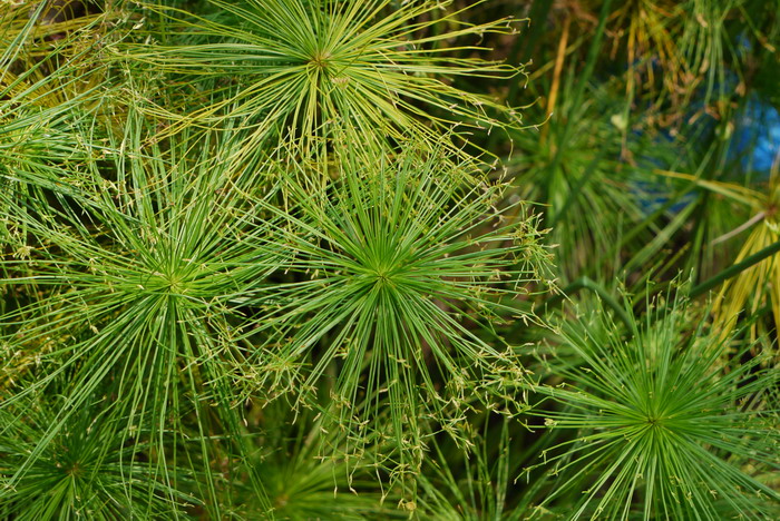 畦畔莎草Cyperus haspan 畦畔莎草Cyperus haspan