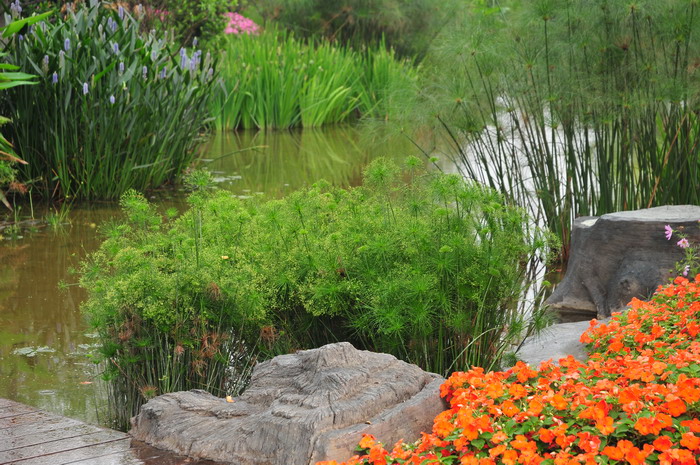 畦畔莎草Cyperus haspan 畦畔莎草Cyperus haspan