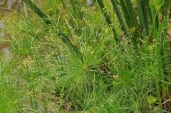 埃及莎草 Cyperus papyrus