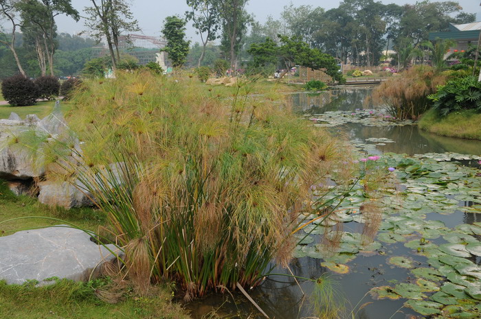 埃及莎草 Cyperus papyrus 埃及莎草 Cyperus papyrus