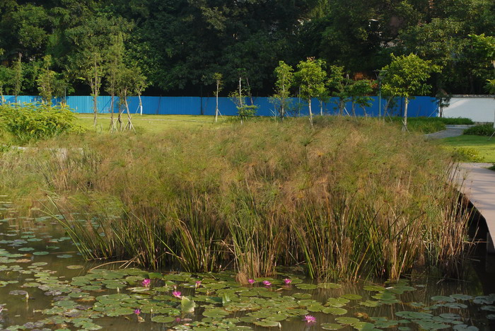 埃及莎草 Cyperus papyrus 埃及莎草 Cyperus papyrus