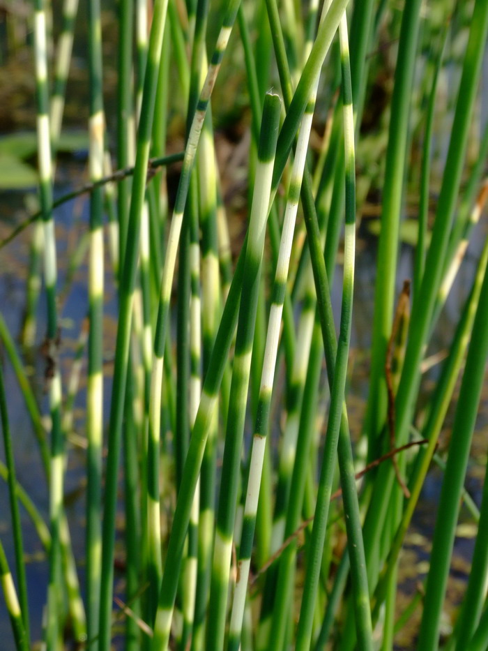 花叶水葱Schoenoplectus tabernaemontani var. zebrinus 花叶水葱Schoenoplectus tabernaemontani var. zebrinus