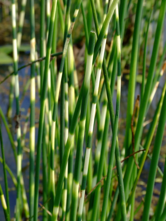 花叶水葱Schoenoplectus tabernaemontani var. zebrinus