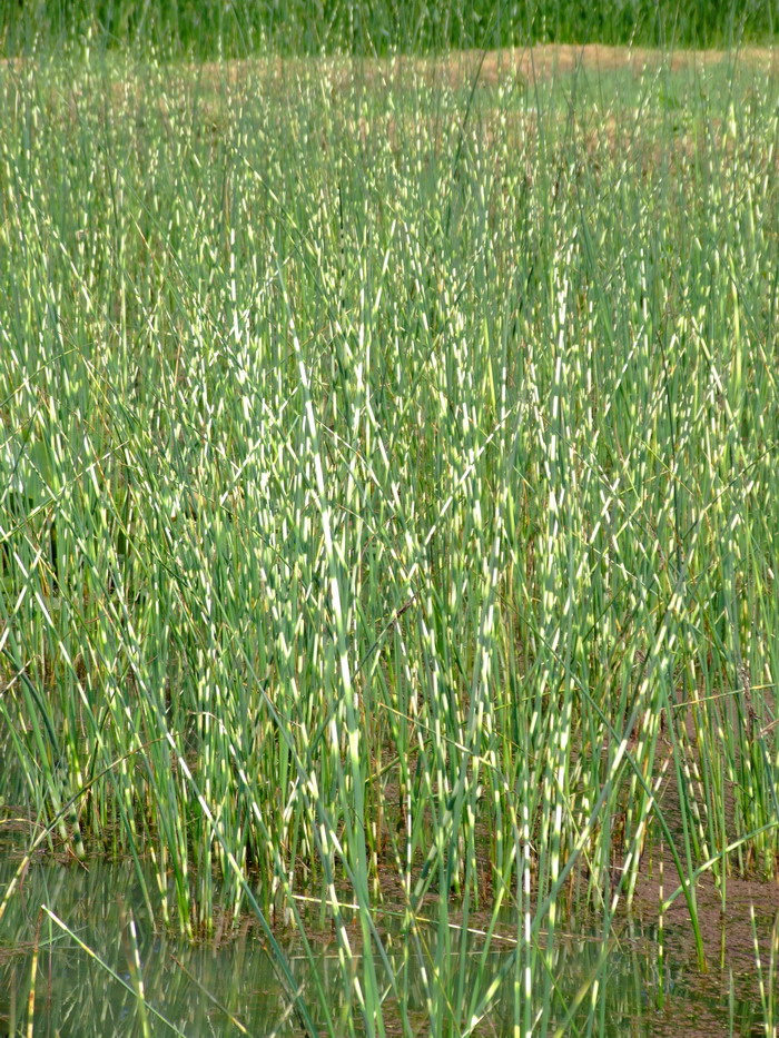 花叶水葱Schoenoplectus tabernaemontani var. zebrinus 花叶水葱Schoenoplectus tabernaemontani var. zebrinus