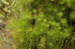 小纸莎Cyperus prolifer