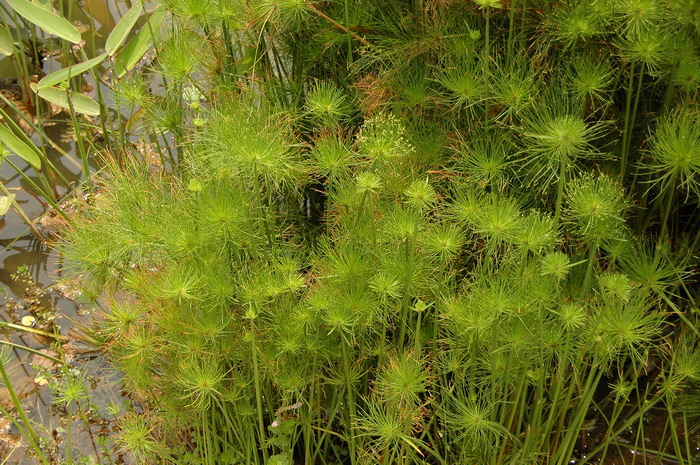 小纸莎Cyperus prolifer 小纸莎Cyperus prolifer