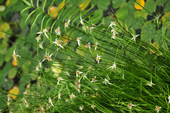 星光草Rhynchospora colorata 星光草Rhynchospora colorata