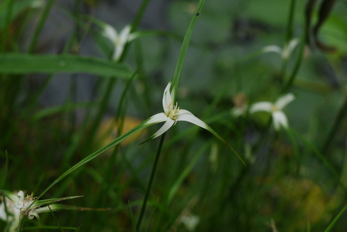 星光草Rhynchospora colorata 星光草Rhynchospora colorata