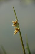 藨草Scirpus triqueter