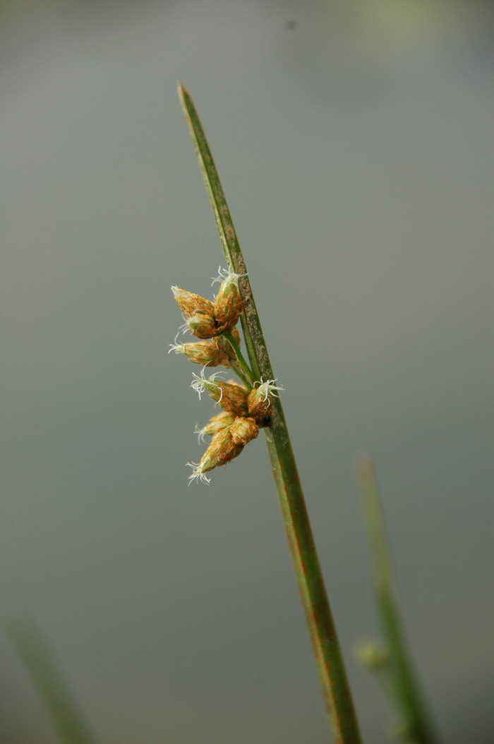 藨草Scirpus triqueter