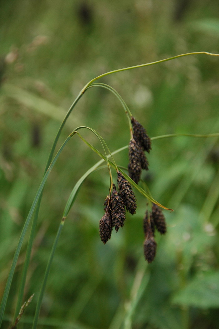 黑穗薹草Carex atrata