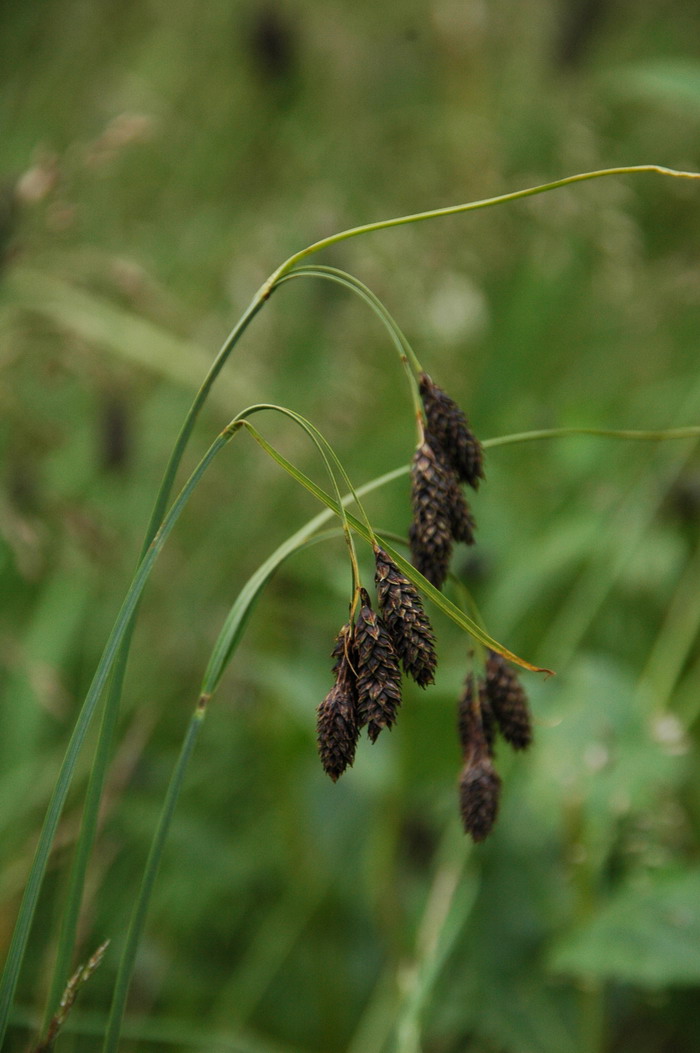 黑穗薹草Carex atrata 黑穗薹草Carex atrata