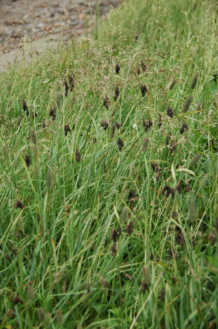 黑穗薹草Carex atrata 黑穗薹草Carex atrata