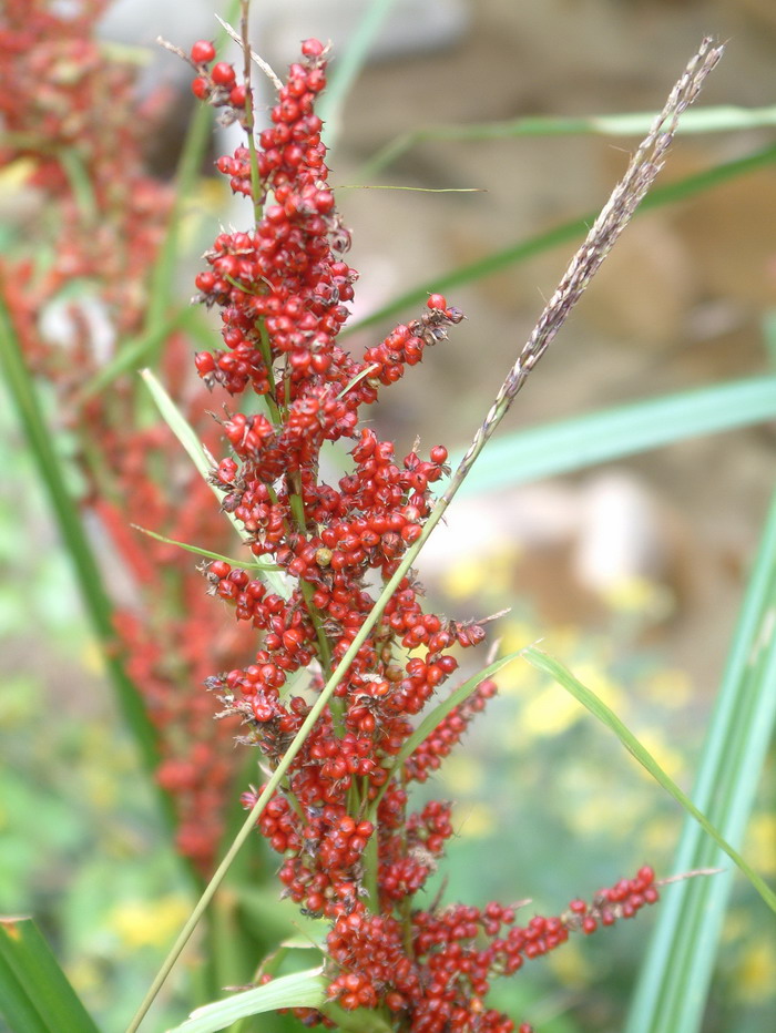 浆果薹草Carex baccans 浆果薹草Carex baccans