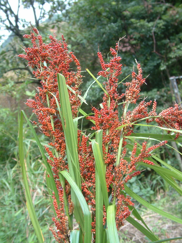 浆果薹草Carex baccans 浆果薹草Carex baccans