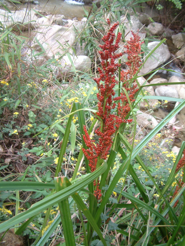 浆果薹草Carex baccans 浆果薹草Carex baccans