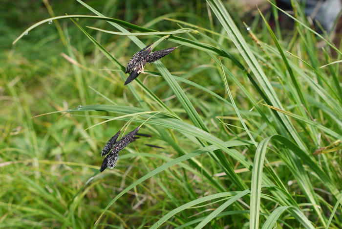 甘肃薹草Carex kansuensis 甘肃薹草Carex kansuensis