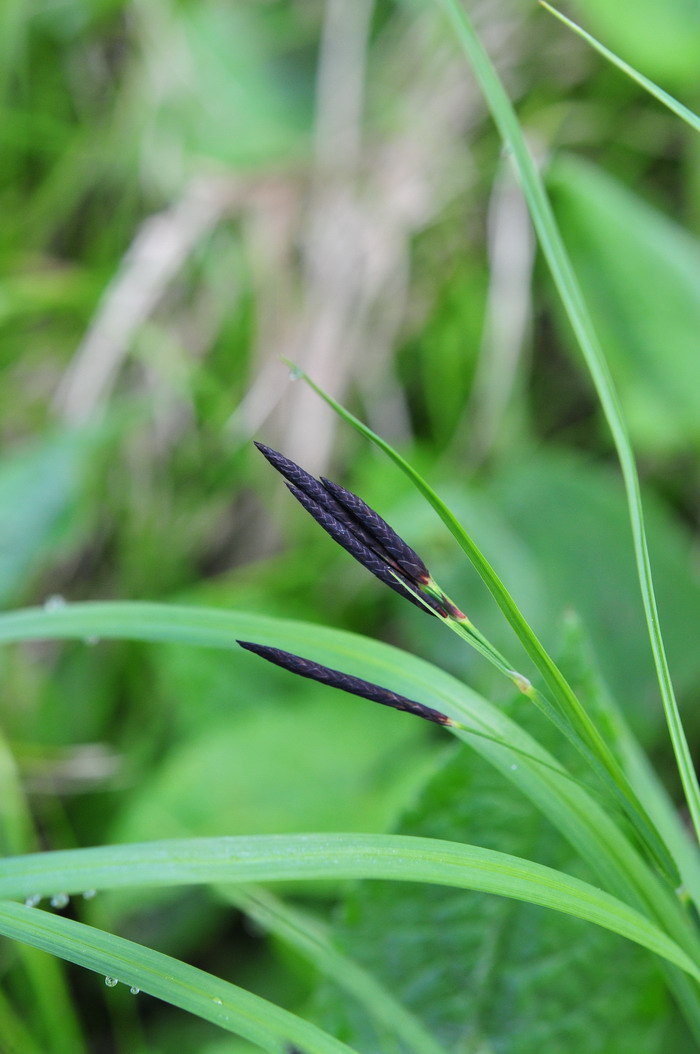 甘肃薹草Carex kansuensis