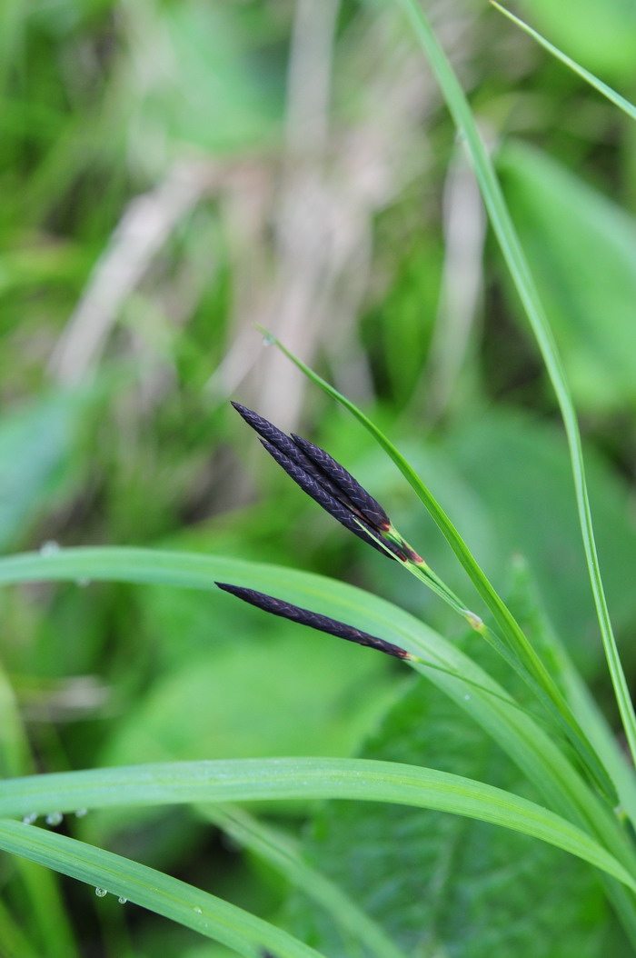 甘肃薹草Carex kansuensis 甘肃薹草Carex kansuensis