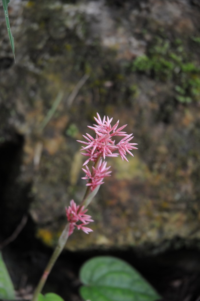 花莛薹草Carex scaposa
