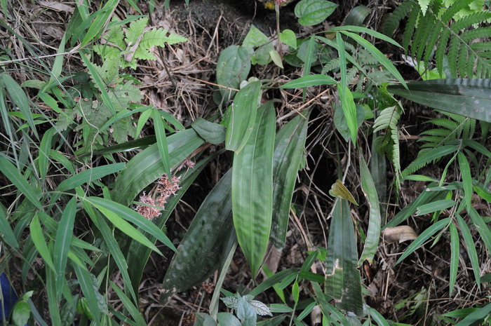 花莛薹草Carex scaposa