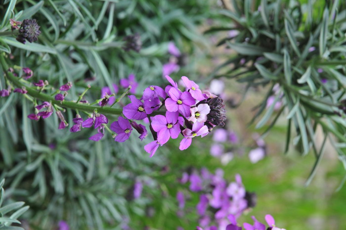 淡紫鲍尔斯糖芥Erysimum ‘Bowles Mauve’ 淡紫鲍尔斯糖芥Erysimum ‘Bowles Mauve’