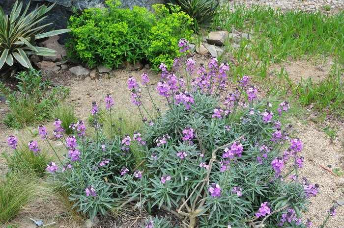 淡紫鲍尔斯糖芥Erysimum ‘Bowles Mauve’ 淡紫鲍尔斯糖芥Erysimum ‘Bowles Mauve’