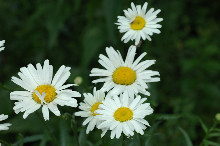 大滨菊Leucanthemum maximum