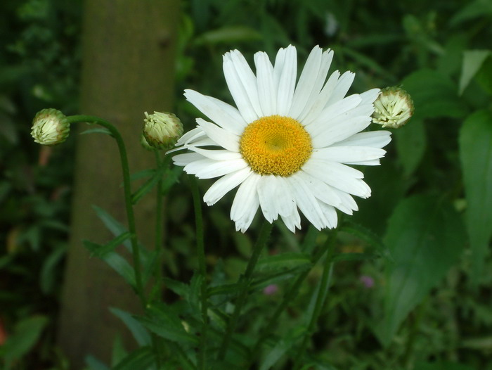 大滨菊Leucanthemum maximum 大滨菊Leucanthemum maximum