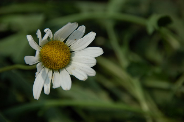 滨菊Leucanthemum vulgare 滨菊Leucanthemum vulgare