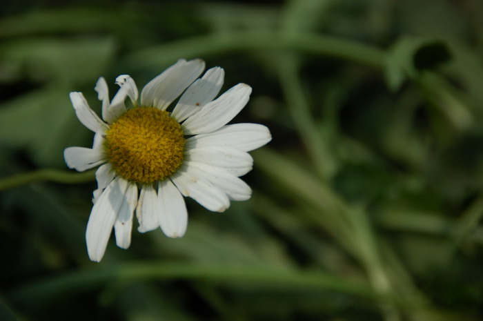 滨菊Leucanthemum vulgare