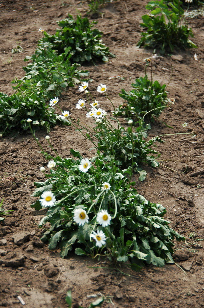 滨菊Leucanthemum vulgare