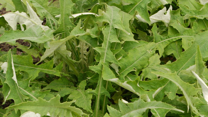 三角叶凤毛菊Saussurea deltoidea