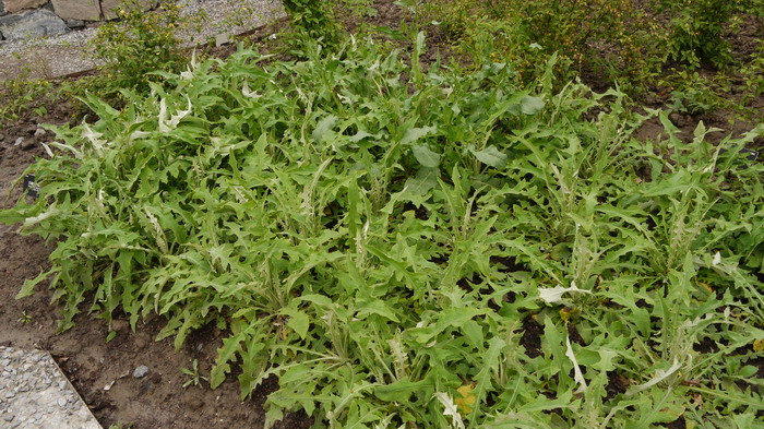 三角叶凤毛菊Saussurea deltoidea 三角叶凤毛菊Saussurea deltoidea