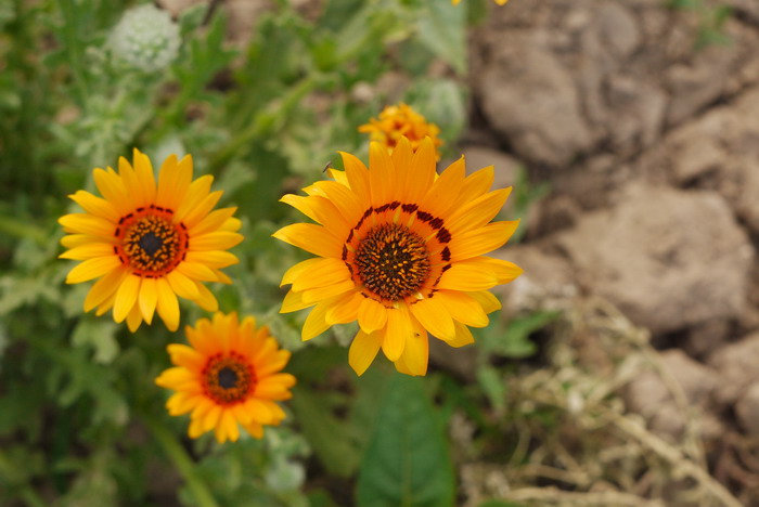 凉菊Venidium fastuosum 凉菊Venidium fastuosum