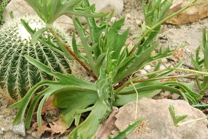 异叶趣蝶莲Kalanchoe synsepala var. decepta