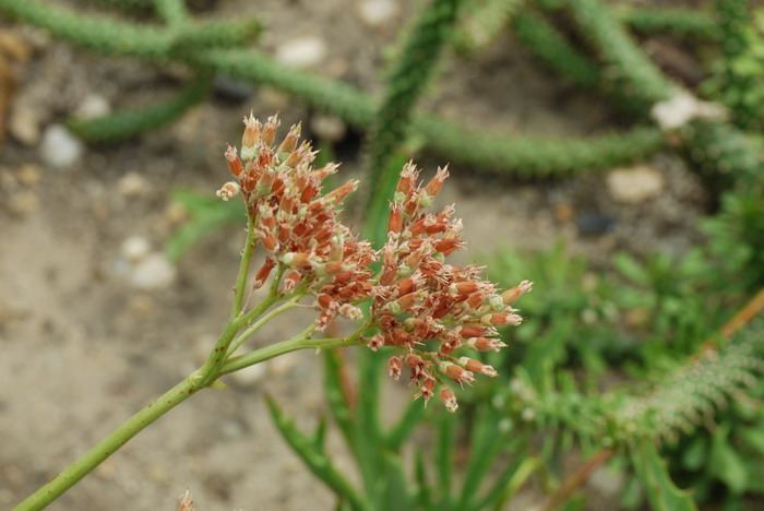 异叶趣蝶莲Kalanchoe synsepala var. decepta