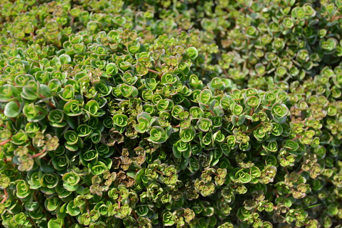 圆叶景天Sedum makinoi