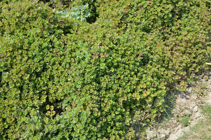 圆叶景天Sedum makinoi 圆叶景天Sedum makinoi