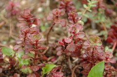 夏艳拟景天Sedum spurium 'Summer'