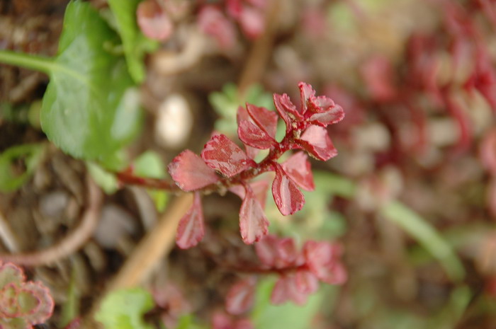 夏艳拟景天Sedum spurium 'Summer' 夏艳拟景天Sedum spurium 'Summer'